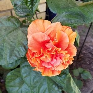 Meet your Posher, Alanna